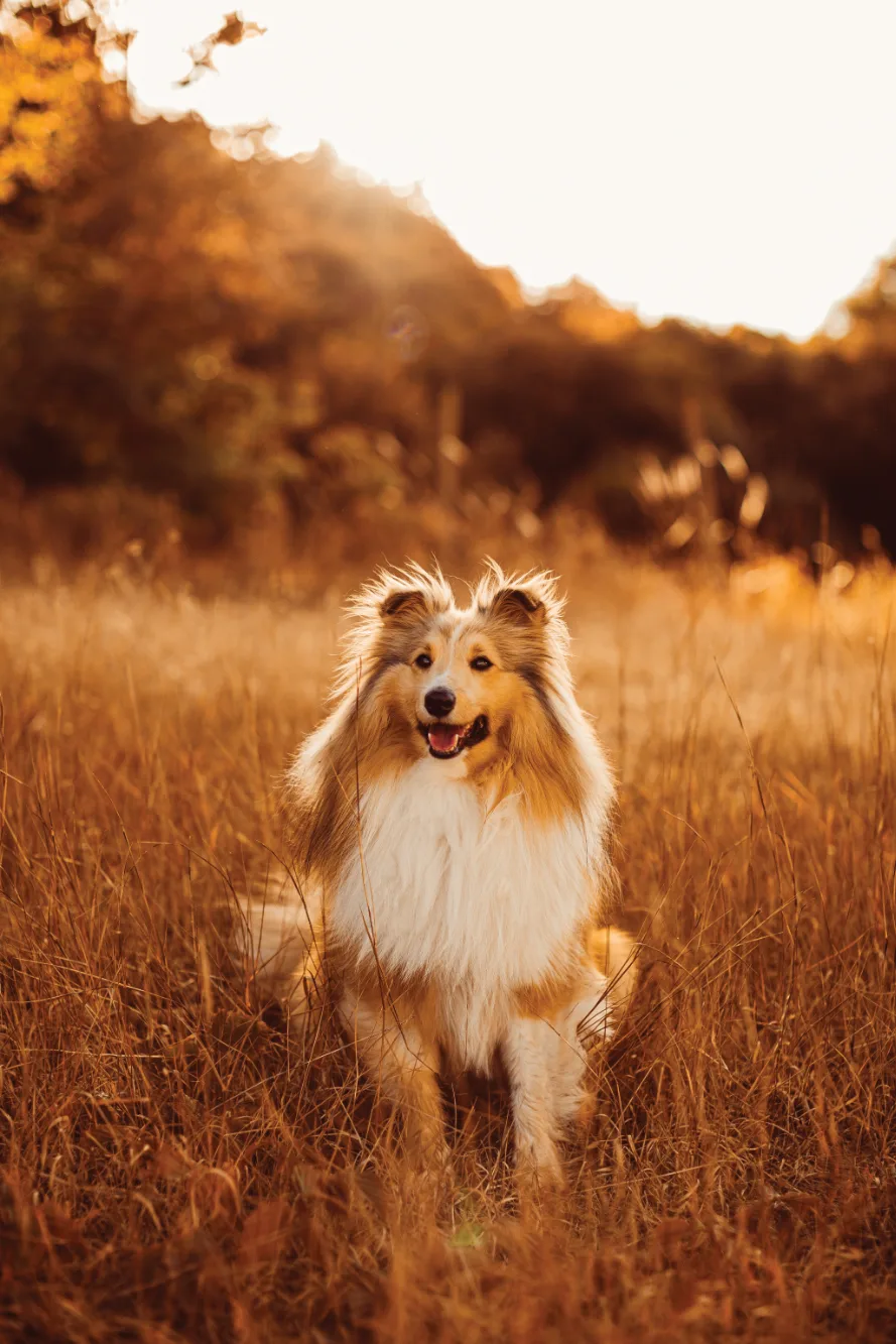 Süßer Hund schaut in die Kamera auf einem Feld